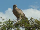 rapace Etosha FP